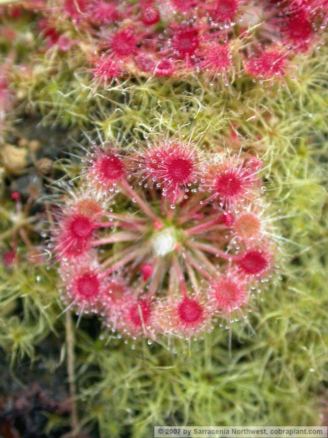 D-pygmy06