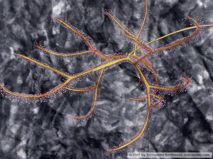 D-multifida04