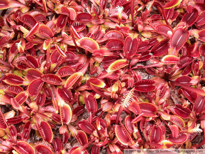 Flytraps04