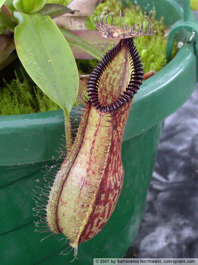 N-hamata01