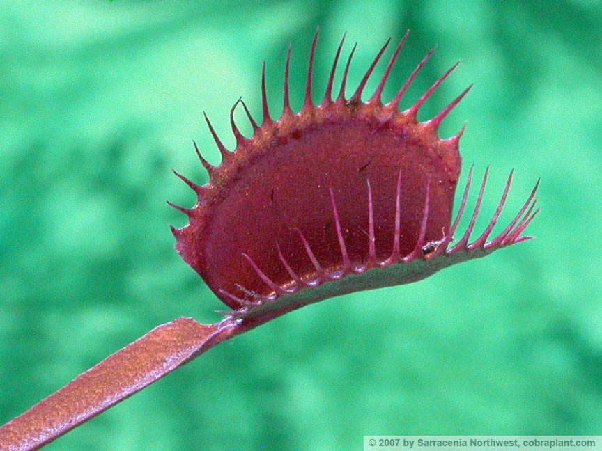 Flytraps25