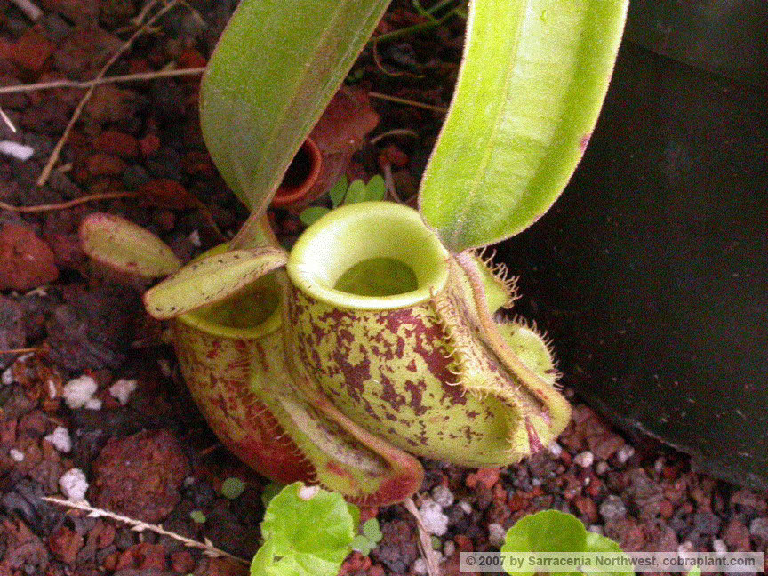 N-ampullaria03