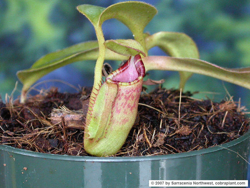 N-ephippiata