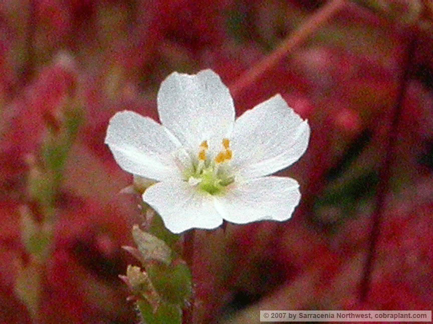 D-spatulata06