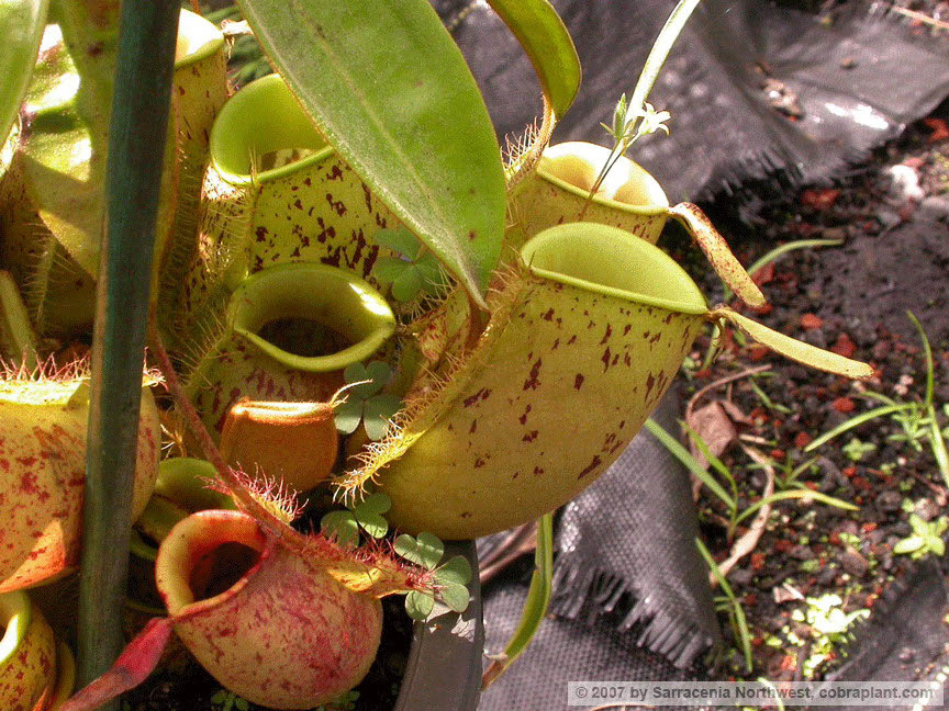 N-ampullaria01
