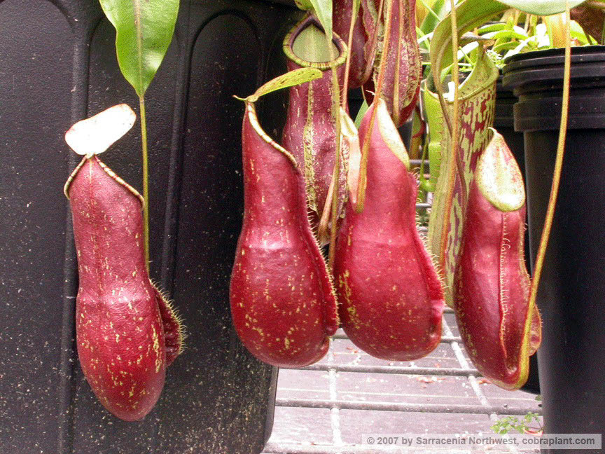N-coccinea01