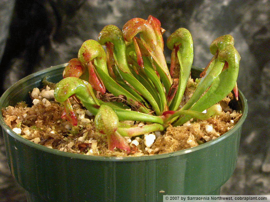 Darlingtonia11