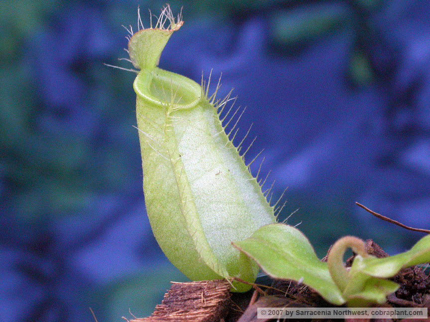 N-ampullaria06