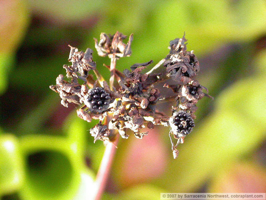 Flytraps31