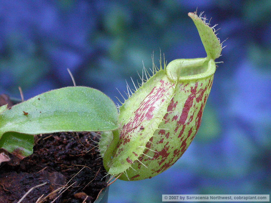 N-ampullaria05