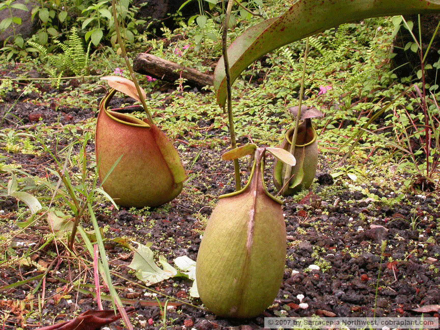 N-bicalcarata06