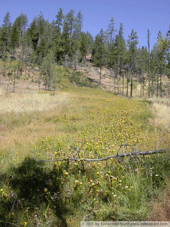 Darlingtonia08