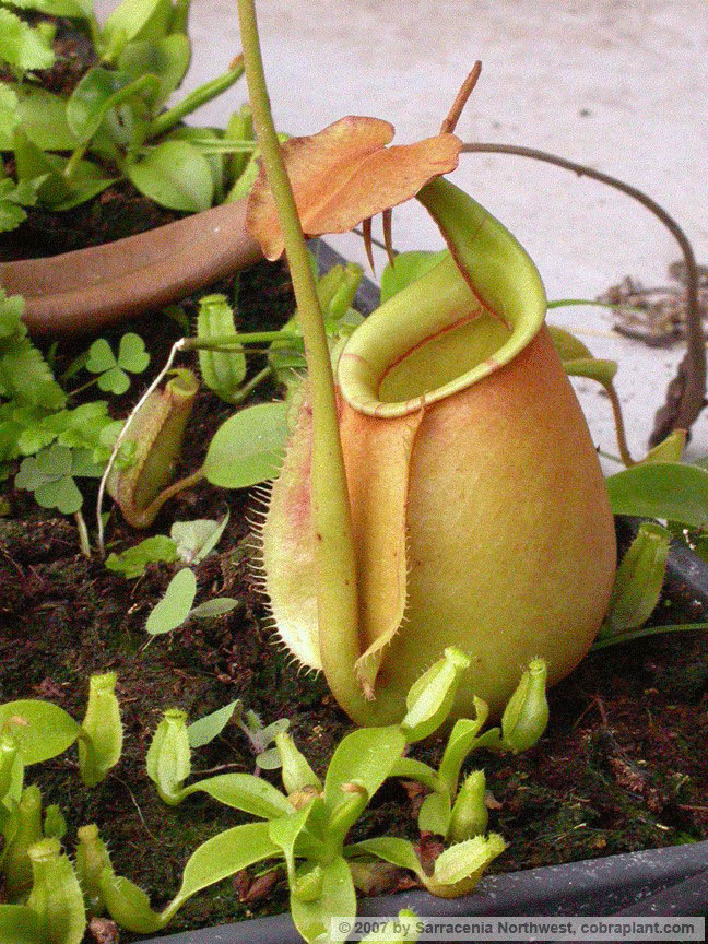 N-bicalcarata05