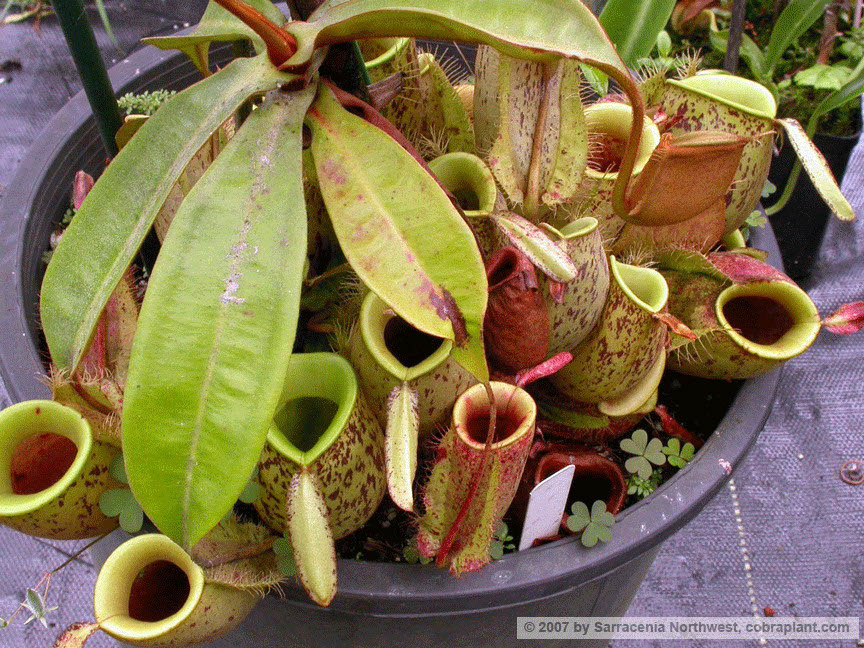 N-ampullaria04