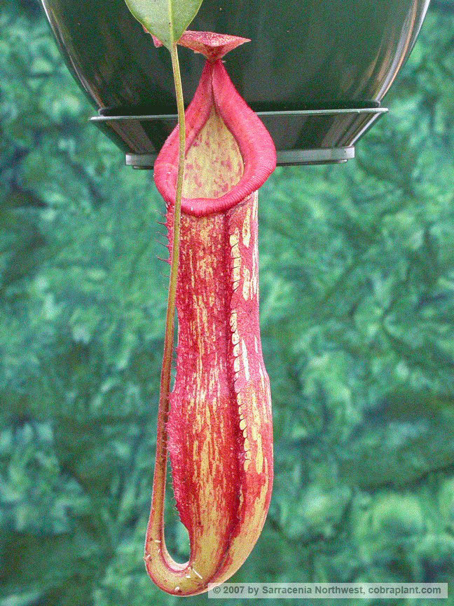 N-hybrid16