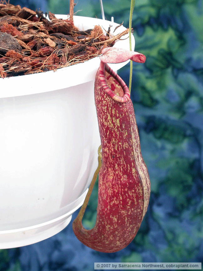 N-hybrid34