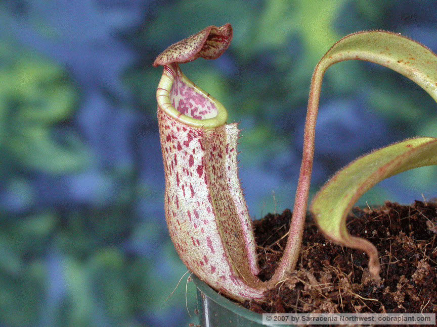 N-burbidgeae