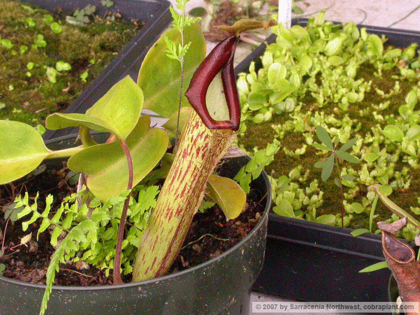 N-hybrid09