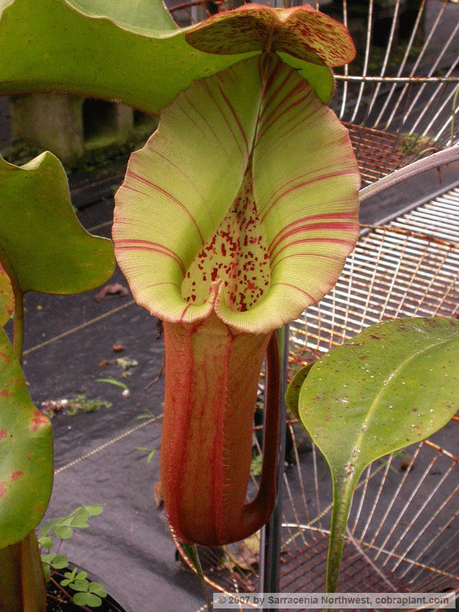 N-hybrid07