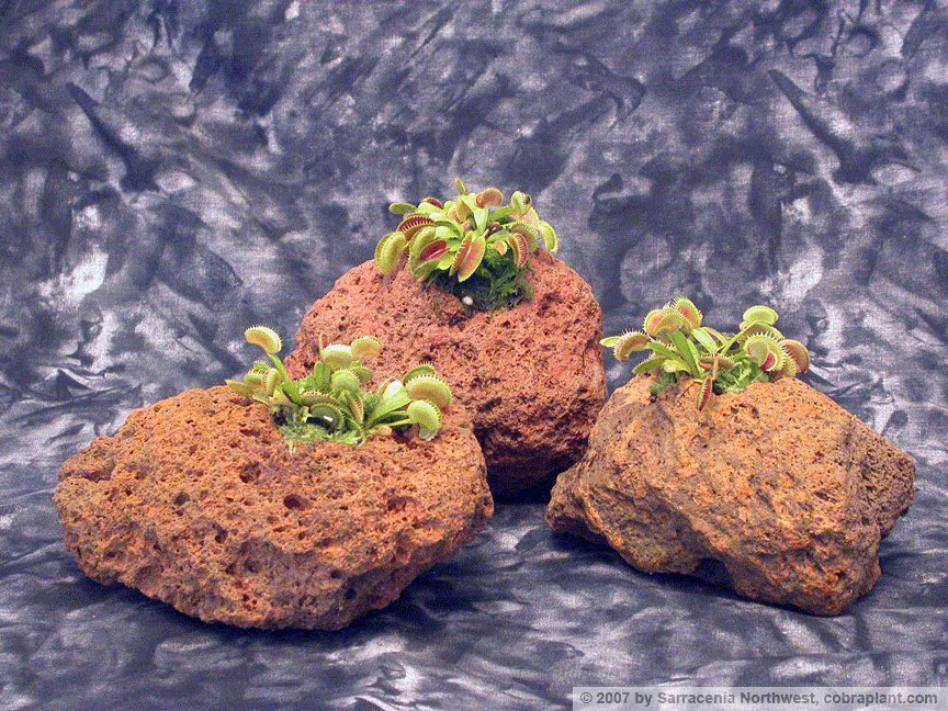 Flytraps22