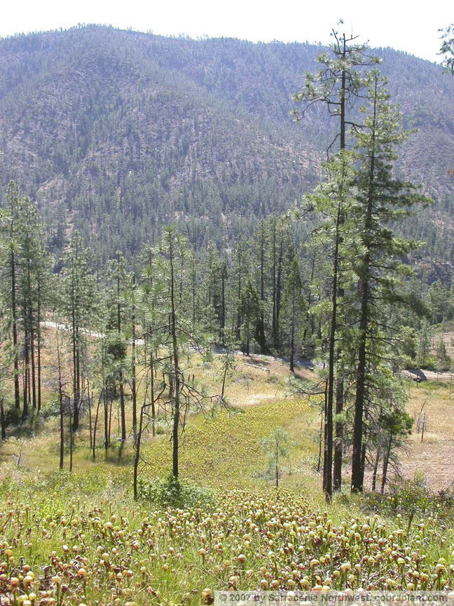 Darlingtonia10