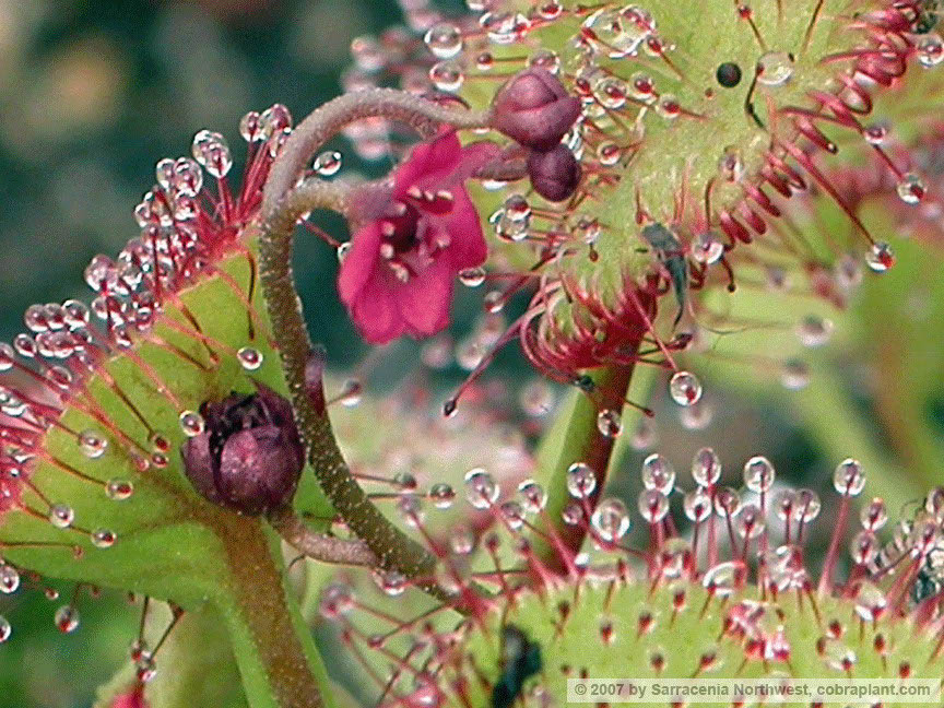 D-prolifera07