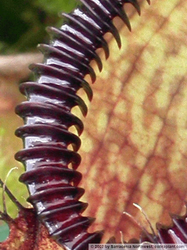 N-hamata03