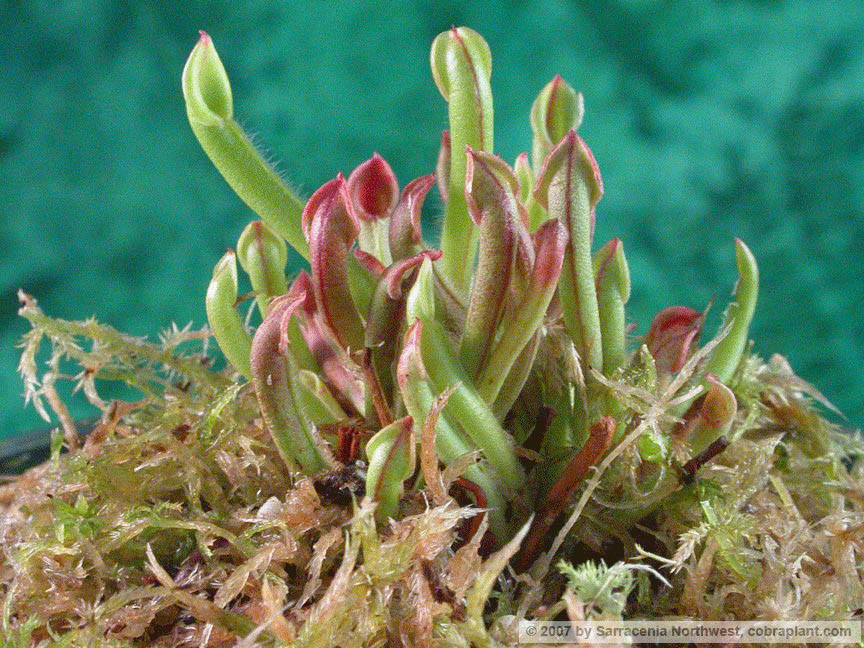 Heliamphora06