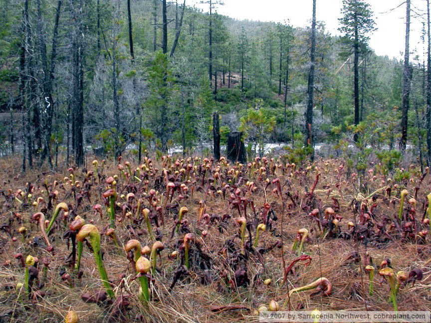 Darlingtonia25