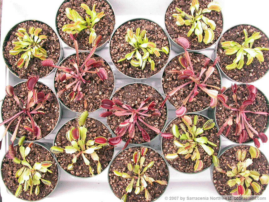 Flytraps19