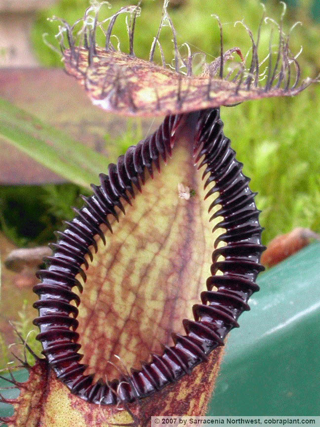 N-hamata02