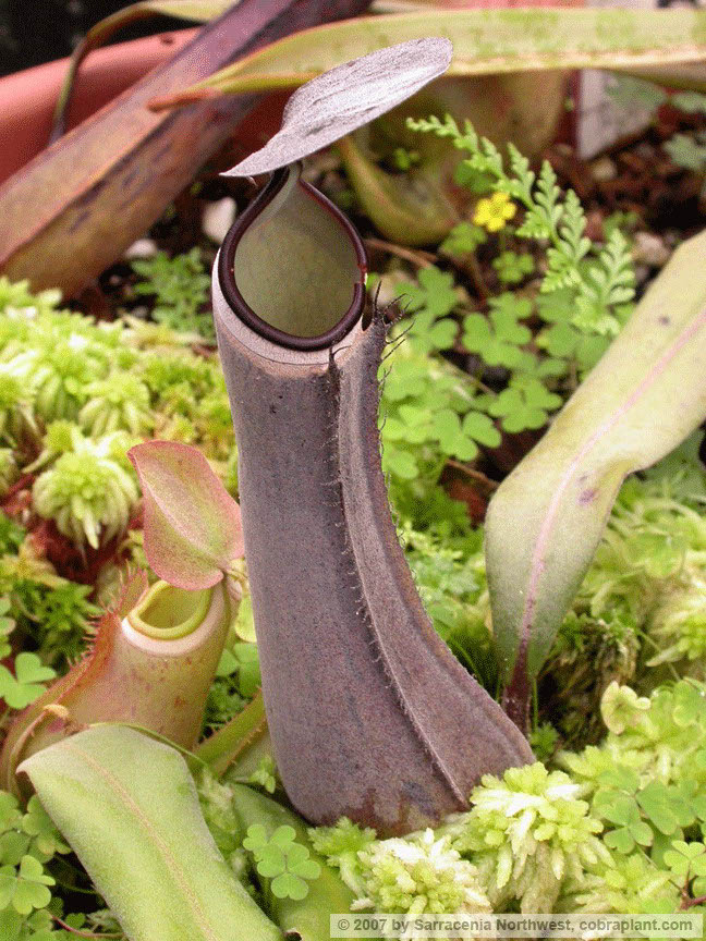 N-albomarginata02