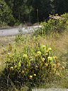 Darlingtonia04