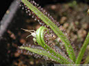 D-regia01