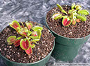 Flytraps37