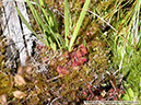 D-rotundifolia07