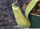 N-albomarginata01