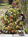 Darlingtonia15