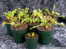 Flytraps32