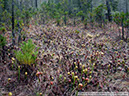 Darlingtonia23