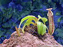 N-copelandii03