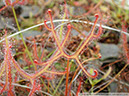 D-multifida01