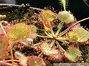 D-prolifera04