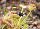 D-prolifera01