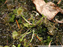 D-rotundifolia01