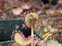 D-prolifera03