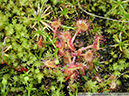 D-rotundifolia02
