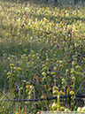Darlingtonia03