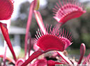 Flytraps02