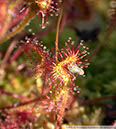 D-rotundifolia03